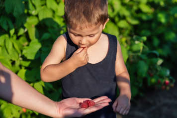 Boy eating raspberries