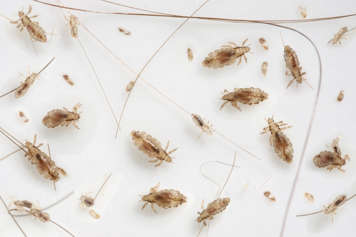 Lice of various sizes and strands of hair on a white surface