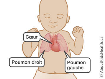 L’emplacement du cœur, du poumon droit et du poumon gauche dans un bébé