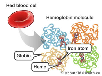 Iron atoms, heme and globin in hemoglobin molecules found in red blood cells