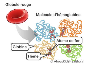 Les atomes de fer, l’hème et la globine dans les molécules d’hémoglobine qui se trouvent dans les globules rouges
