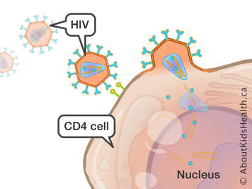 HIV viruses around and attached to a CD4 cell