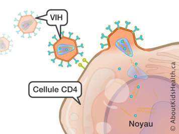 Des virus VIH attachés à et autour d’une cellule CD4