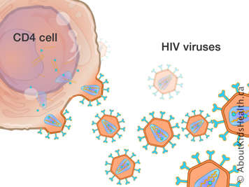 HIV viruses inside of and around a CD4 cell
