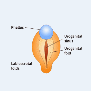 Animation showing the dvelopment of the penis in utero