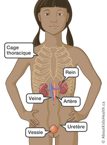 L’emplacement de la cage thoracique, du rein, de la veine, de l’artère, de l’uretère et de la vessie dans un enfant