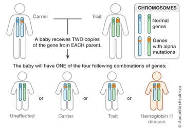 Chromosome distribution chart for a male and a female both carrying the beta thalassemia gene in one chromosome