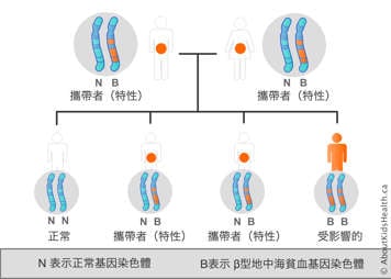 一條染色體中攜帶貝塔地中海貧血基因的男性和女性染色體分佈示例