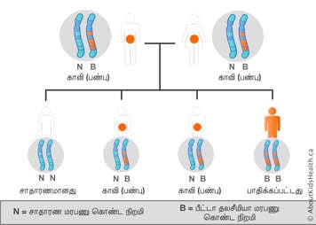 இரத்தத்திலுள்ள ஈமோகுளோபின் உருவாக்கத்தைப் பாதிக்கும் பரம்பரை அலகைக் கொண்டிருக்கும் ஆண் மற்றும் பெண் காவிகளின் நிறமூர்த்தப் பகிர்வு பற்றிய வரைபடம்