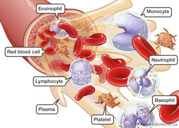 Eosinophil, red blood cell, monocyte, lymphocyte, plasma, platelet, neutrophil and basophil in blood