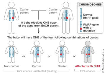 Chromosome distribution from carrier parents