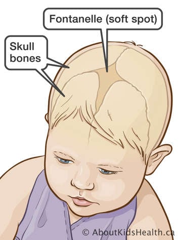 Fontanelle or soft spot and skull bones identified in top of a baby’s head