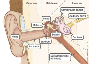 Identification of each of the parts in the outer, middle, and inner ear