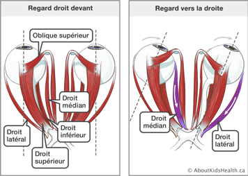 Les muscles oblique supérieur, droit médiant, droit inférieur, droit supérieur et droit lateral dans les yeux