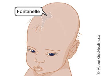 Fontanelle on the top of a baby’s head