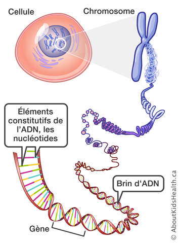 A cell, chromosome, DNA strand, gene, and DNA building blocks (called nucleotides)