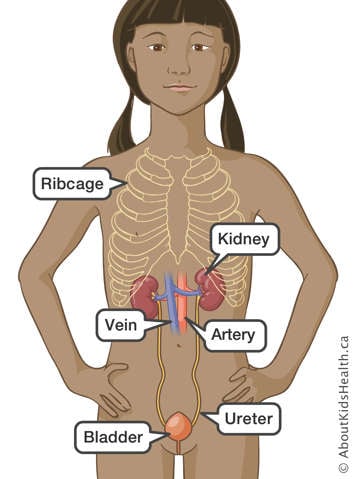 Location of ribcage, kidney, vein, artery, ureter and bladder in a child