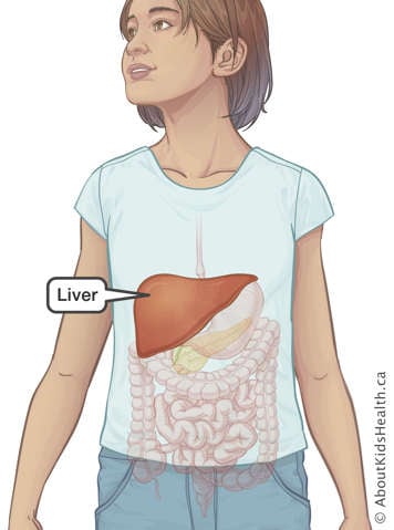 Identification of the liver in a girl's digestive system