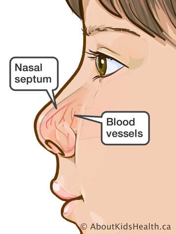 Side view of a child’s face with nasal septum and blood vessels in the nose identified