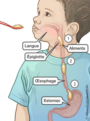 Les aliments traversant la langue, l&rsquo;&eacute;piglotte et l&rsquo;&oelig;sophage jusqu&rsquo;&agrave; l&rsquo;estomac d&rsquo;un enfant