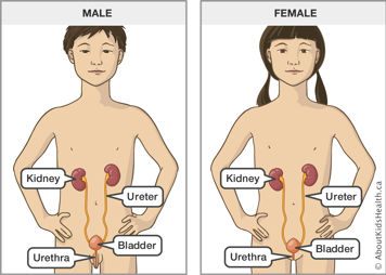 Location of kidney, ureter, bladder and urethra in a male and in a female