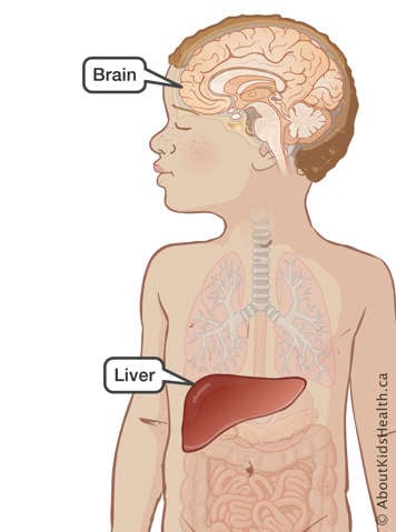 Upper body of a child with brain and liver identified