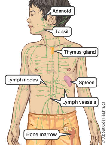 Location of adenoid, tonsil, thymus gland, spleen, lymph vessels, bone marrow and lymph nodes in body of a boy