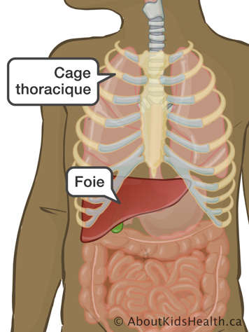 L&rsquo;emplacement du foie et de la cage thoracique