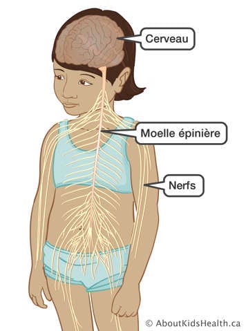 Le cerveau, la moelle épinière et les nerfs dans une jeune fille
