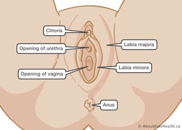 Identification of the opening of urethra, opening of vagina, labia majora, labia minora and anus