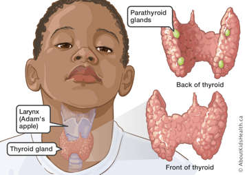 Inside of throat showing larynx (Adam's apple), thyroid gland, and close up of front and back of thyroid with position of parathyroid glands