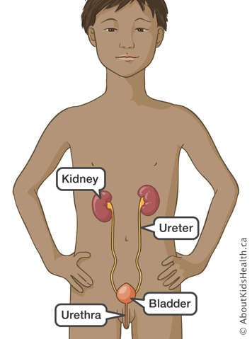 Location of kidney, ureter, bladder and urethra in the upper body of a boy