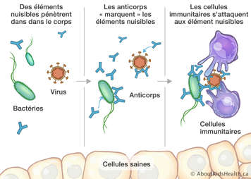 Les anticorps marquent les éléments nuisibles dans le corps et les cellules immunitaires s’attaquent aux élément nuisibles