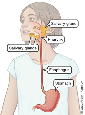 Identification of the salivary glands, pharynx, esophagus and stomach in the upper digestive tract