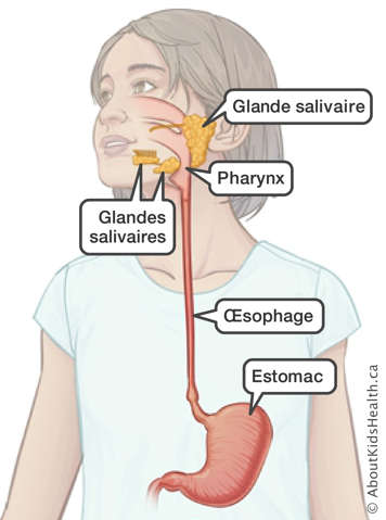 L’emplacement des glandes salivaires, du pharynx, de l’œsophage et de l’estomac dans le tube digestif supérieur
