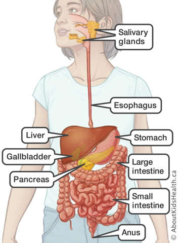 The salivary glands, esophagus, stomach, large and small intestines, anus, pancreas, gallbladder and liver