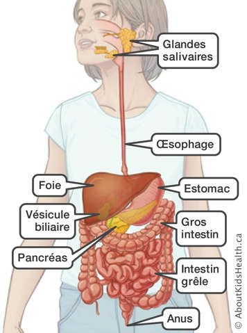 Glandes salivaires, œsophage, estomac, foie, vésicule biliaire, pancréas, gros intestin, intestin grêle et anus