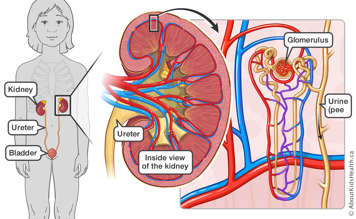 Location of kidney, ureter and bladder, an inside view of the kidney, and an illustration of the blood vessels in the kidney