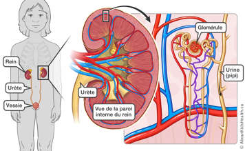 L&rsquo;emplacement du rein, de l&rsquo;ur&egrave;te et de la vessie, et une vue de la paroi interne du rein et des vaisseaux sanguins du rein