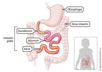 L’emplacement du duodénum, du jéjunum et de l’iléon dans l’intestin grêle