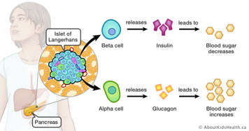 Illustration of how alpha and beta cells in the pancreas work to increase and decrease blood sugar