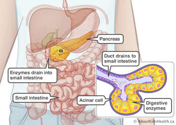 Digestive enzymes in the pancreas draining into the small intestine