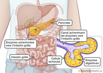Des enzymes digestives dans le pancréas, et un canal acheminant ces enzymes à l’intestin grêle