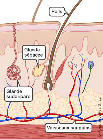 L’emplacement des poils, de la glande sébacée, de la glande sudoripare et des vaisseaux sanguins de la peau