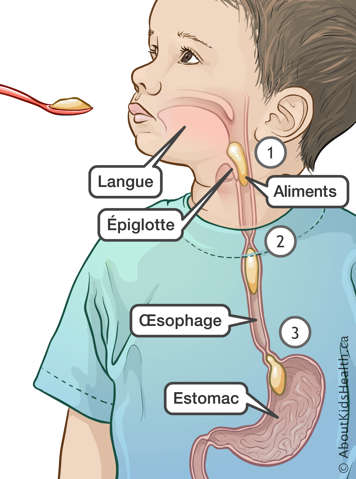 Les aliments traversant la langue, l’épiglotte et l’œsophage jusqu’à l’estomac d’un enfant