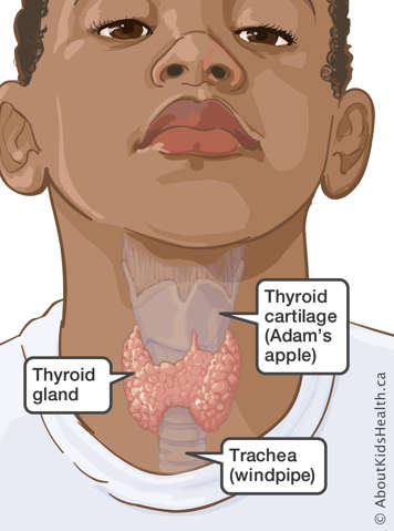 Medical illustration of thyroid cartilage (Adam's apple), thyroid gland and trachea (windpipe) in middle of child's neck