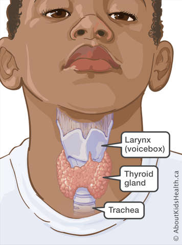inside of throat showing position of larynx (voicebox), thyroid gland and trachea
