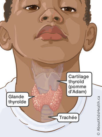 L'emplacement du cartilage thyroïde (pomme d'Adam), de la trachée et de la thyroïde d'un garçon