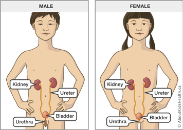 Location of kidney, ureter, bladder and urethra in a male and in a female
