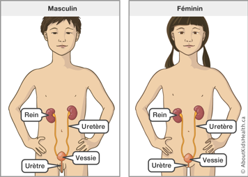 L’emplacement du rein, de l’uretère, de la vessie et de l’urètre dans un mâle et dans une femelle